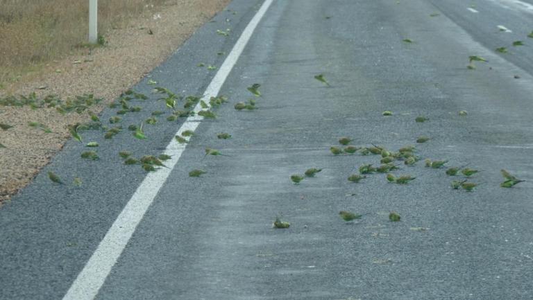 Wellensittiche auf dem Eyre Highway